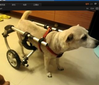 Comment faire un fauteuil roulant pour chien 6 étapes