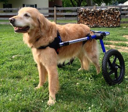 Comment faire un fauteuil roulant pour chien Un guide complet pour un projet de bricolage utile