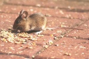 Comment faire un doigt de la souris - Tout savoir sur la vie