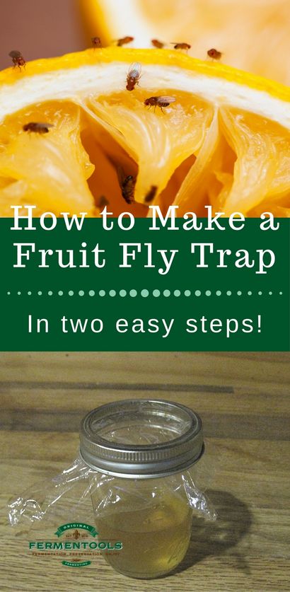 Wie eine Frucht-Fliegen-Falle zu machen, Fermentools Blog