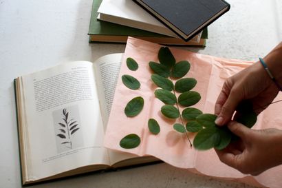 How-To ein Herbarium Make - Biophilie Magazin - Medium