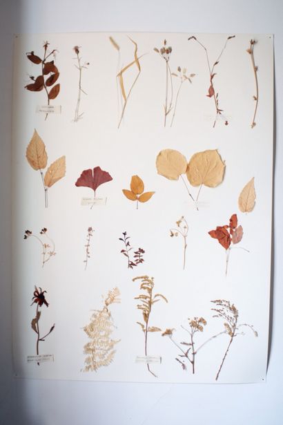 How-To ein Herbarium Make - Biophilie Magazin - Medium