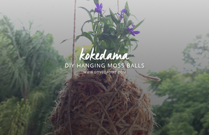 Comment faire un KOKEDAMA (Moss Hanging aka Ball) - L'amour de Dirt_1