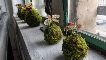 Wie man einen Kokedama machen oder hängen Moos Ball