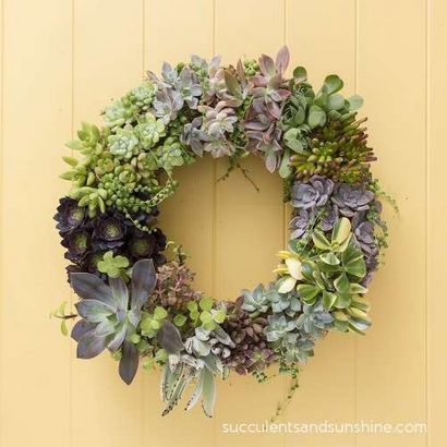 Comment faire un séjour Succulent Couronne - Succulentes et soleil