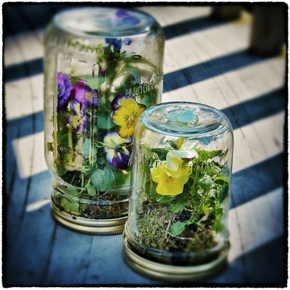 Wie man ein Weckglas Terrarium Stellen