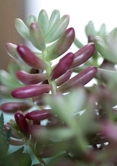 Comment faire et les soins pour une Terrarium Succulent, Martha Stewart