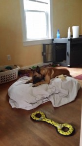 Comment faire un Indestructible (presque) Dog Bed