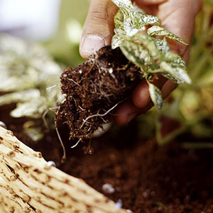 Wie man eine perfekte Hanging Basket