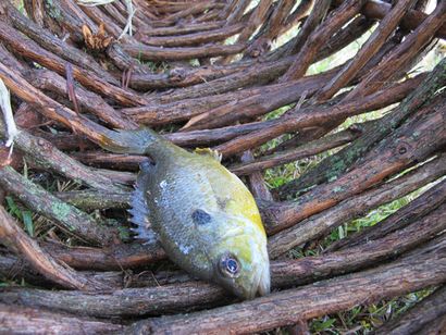 Comment faire un poisson primitif Entonnoir piège - Bio Prepper