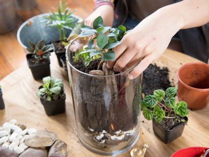 Wie man eine sich selbst erhaltende Terrarium machen