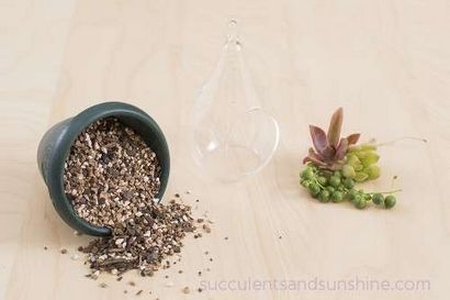 Comment faire un Terrarium Succulent, Succulentes et soleil