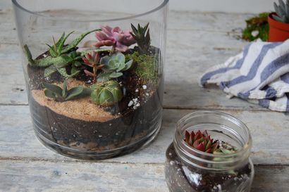 Comment faire un Terrarium (et le garder vivant), HuffPost