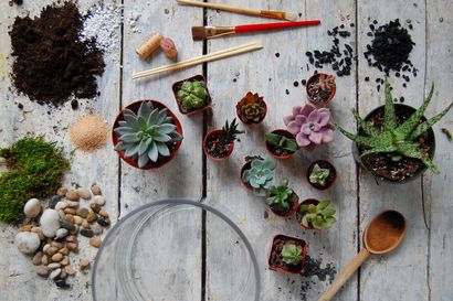 Comment faire un Terrarium (et le garder vivant), HuffPost