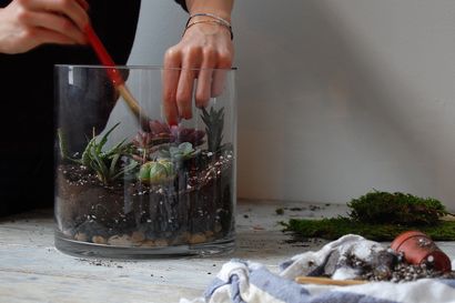 Comment faire un Terrarium (et le garder vivant), HuffPost