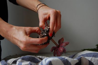 Comment faire un Terrarium (et le garder vivant), HuffPost