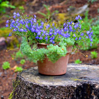 Comment faire un arbre Stump Planteur Steps, Outils - Bombay plein air