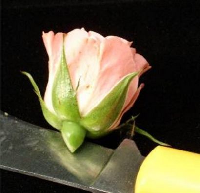 Comment faire un Corsage poignet - Rapide et facile Fleur Tutorial