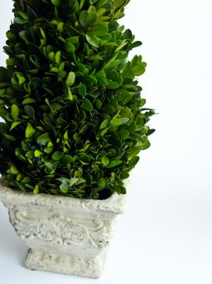 Comment faire Boxwood Noël topiaires, HGTV