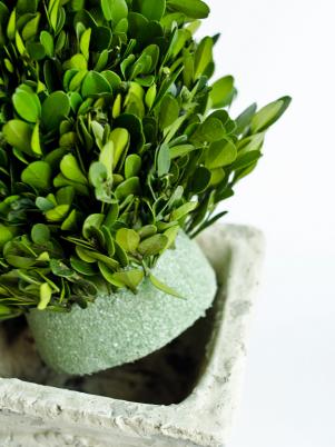 Comment faire Boxwood Noël topiaires, HGTV