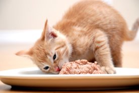 Comment faire d'aliments pour chats et Kitty Treats, Juillet 2017