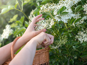 Comment faire sureau cordiale sans acide citrique - Woodland Trust