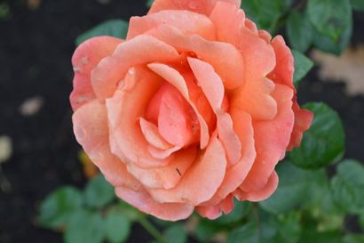 Wie man ätherische Öle und Blumen Hydrosols aus dem eigenen Garten, Joybilee Farm