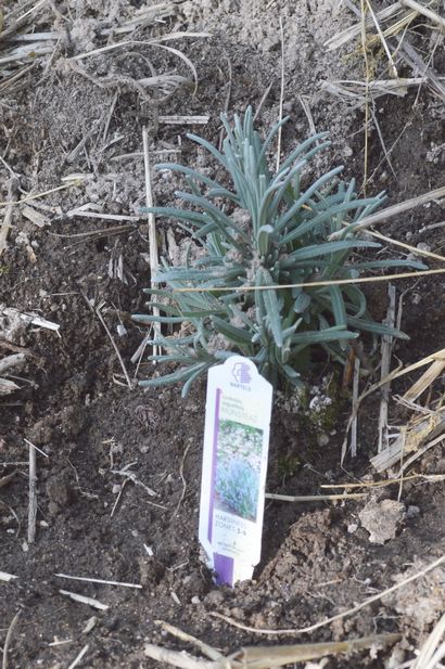 Wie man ätherische Öle und Blumen Hydrosols aus dem eigenen Garten, Joybilee Farm