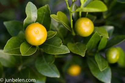 Comment faire du poisson Pinangat (poisson aigrie dans Calamansi et tomates), Junblog