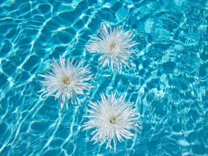 Comment faire des fleurs flottantes pour une piscine, Hunker