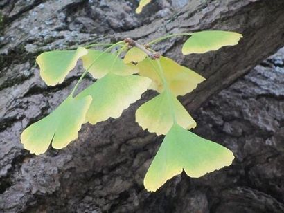 Comment faire Ginkgo Biloba thé de feuilles - 5 étapes