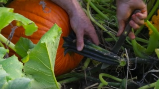 Comment faire Halloween Jack-o-lanternes avec des dents effrayantes, The Kid Á voir