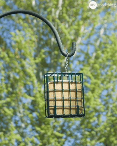 Comment faire Homemade Suet gâteaux pour attirer les oiseaux - Une bonne chose par Jillee