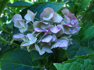 Comment faire hortensia Couronnes - Notre parcelle de jardin