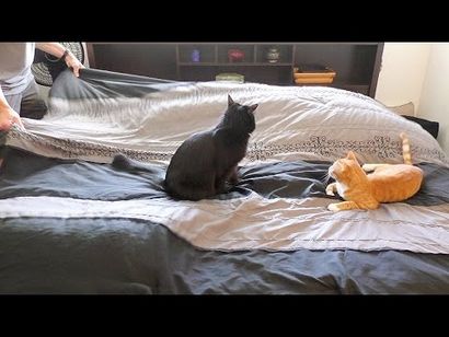 Comment faire le maquillage LPS (humour de chats) Comment faire le maquillage LPS