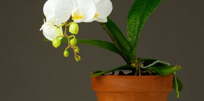 Comment faire terreau d'orchidées