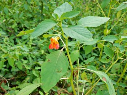 Comment faire du savon Poison Ivy avec Jewelweed -Simple vie maman