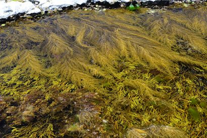 Wie man sargassum Algen fertilizer_1 machen