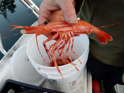Wie man Tasty Lagerfeuer Shrimp Make - The Alaska Leben
