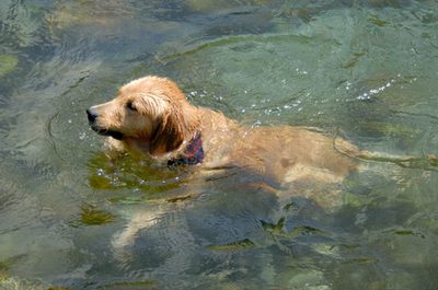 Comment faire votre chien comme prendre des bains