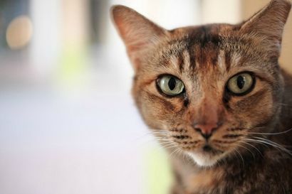How To Make Your Own Katzenfutter, Care2 Healthy Living