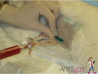 Comment effectuer une canine ou féline Thoracentèse, VetFolio