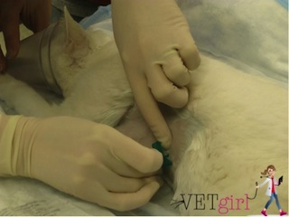 Comment effectuer une canine ou féline Thoracentèse, VetFolio