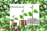 Comment planter, cultiver et de soins L'argent des plantes