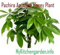 Comment planter, cultiver et de soins L'argent des plantes (soins) Comment planter, cultiver et de soins L'argent des plantes