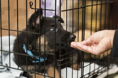 Wie Töpfchenzug einen Welpen - American Kennel Club