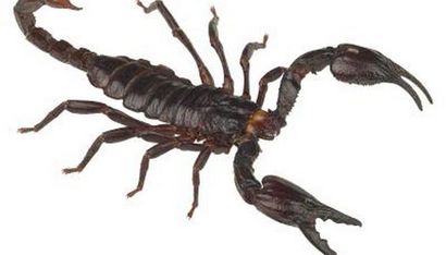 Comment élever un Scorpion, Animaux