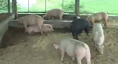 Wie Raise Schweine in einem Geruch frei Piggery, Geschäfts Tagebuch Ph