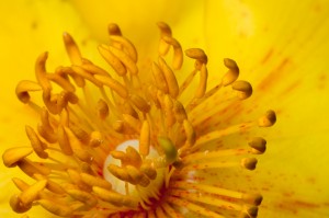 Wie Einrichten eines Lighting Studio für Makro-Blumen-Fotografie Up