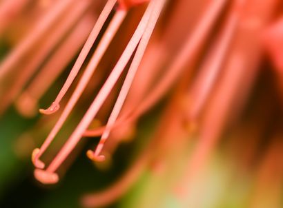 Wie Einrichten eines Lighting Studio für Makro-Blumen-Fotografie Up